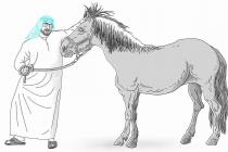 在迪拜，给酋长养马是一种什么体验